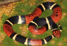 some-interesting-facts-related-to-coral-snake