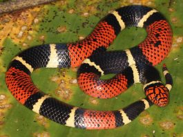some-interesting-facts-related-to-coral-snake
