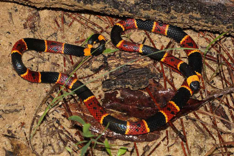 some-interesting-facts-related-to-coral-snake