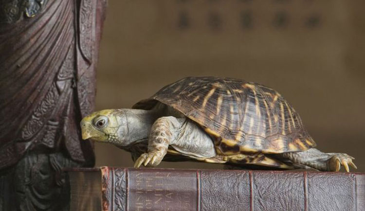 financial benefits definitely bring Feng Shui tortoise in the house. 