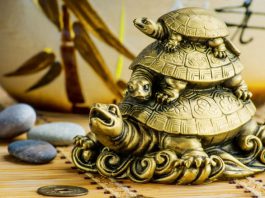 financial benefits definitely bring Feng Shui tortoise in the house.