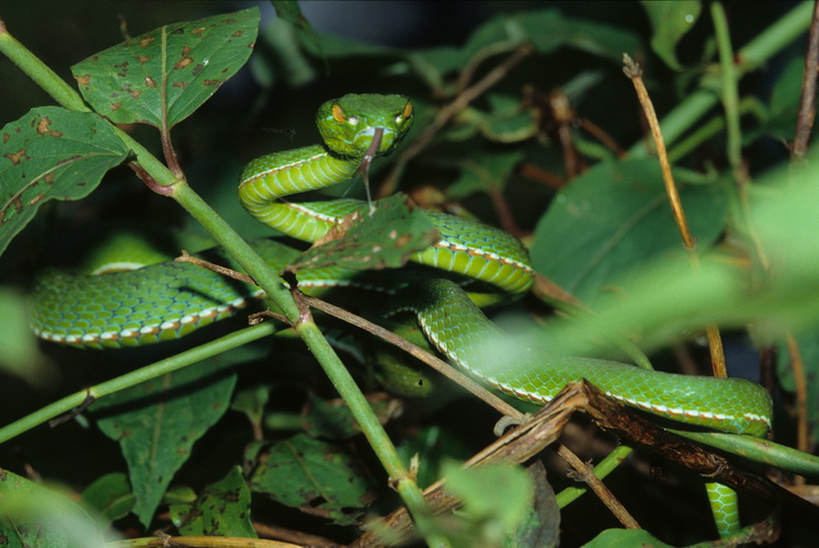 green tree viper