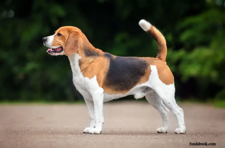 Beagles most liked dog breed