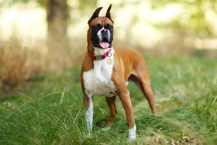 boxer-dog-breed